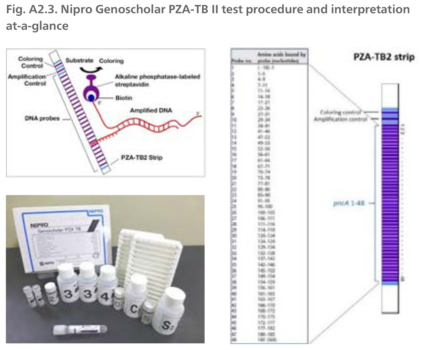 Nipro Genoscholar PZA-TB II test procedure and interpretation at-a-glance
