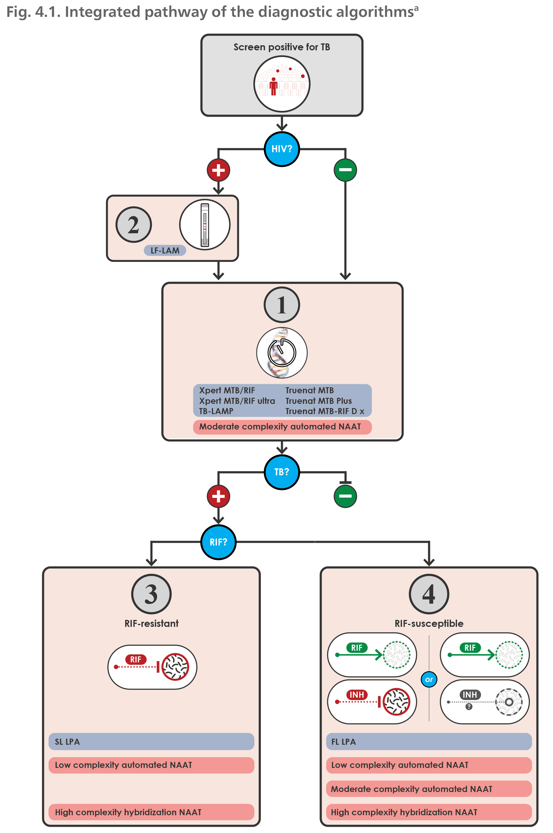 Integrated pathway of the diagnostic algorithms