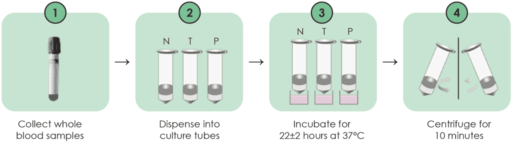 Fig. A2.2.1. WANTAI TB-IGRA workflow – sample preparation and incubation