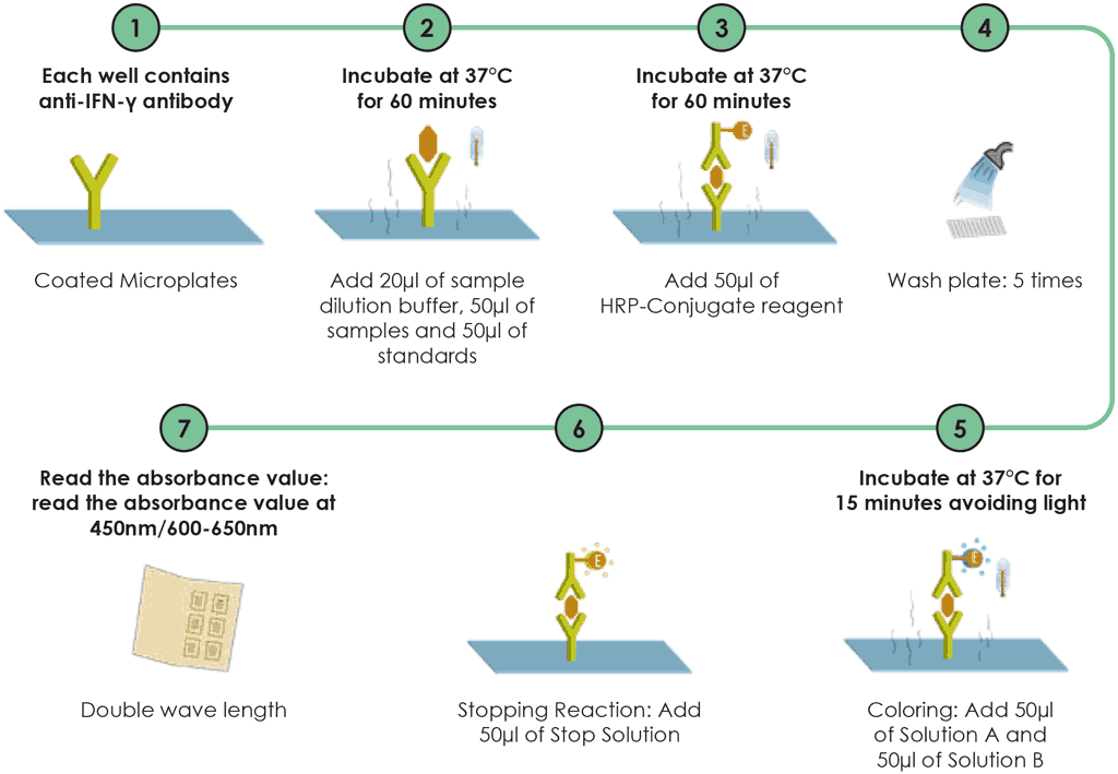 Fig. A2.2.2. WANTAI TB-IGRA workflow – testing procedures after incubation 